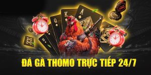 Hướng dẫn xác định kết quả trận đấu gà Thomo